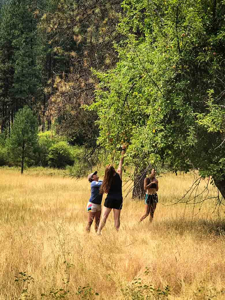 Three girls picking apples during a Main Salmon River Whitewater rafting vacation in Idaho.