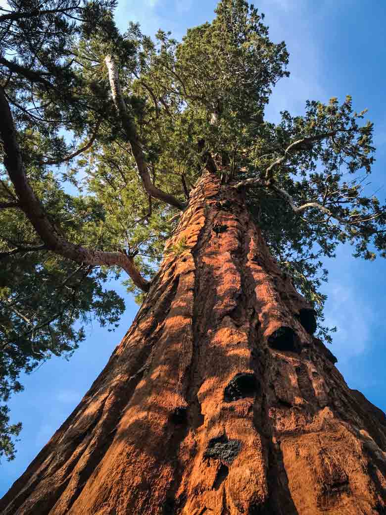 The Big Trees of the Sequoia National Forest are a must-see when visiting the Kern River Valley.